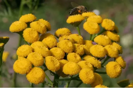 Tanacetum vulgare