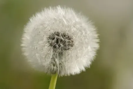 Taraxacum officinale - Einzelsamen