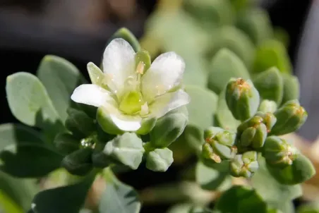 Telephium imperati