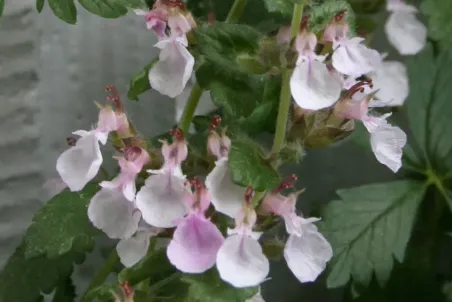 Teucrium chamaedrys