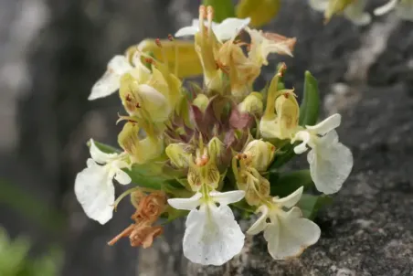 Teucrium montanum