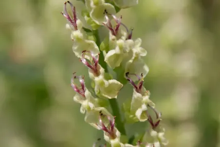 Teucrium scorodonia