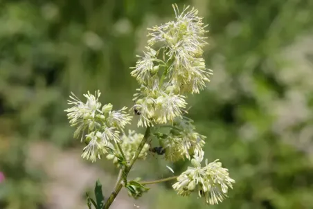 Thalictrum flavum