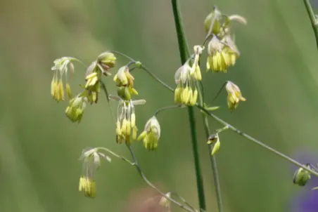 Thalictrum minus - Einzelsamen