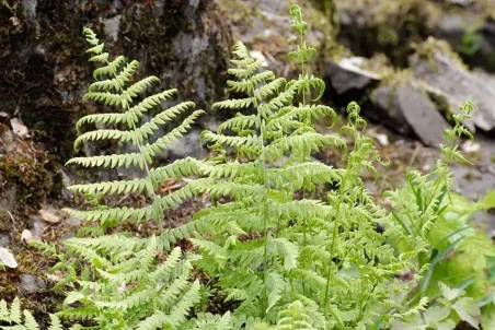 Thelypteris palustris