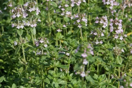 Thymus citriodorus