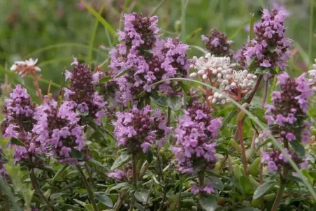 Thymus pulegioides s. str.