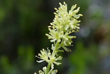 Tofieldia calyculata