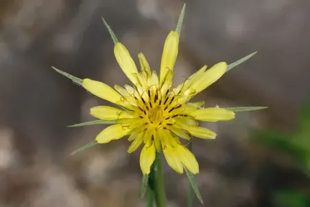 Tragopogon dubius