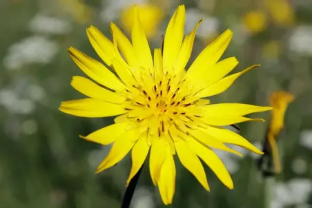 Tragopogon pratensis