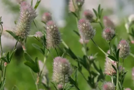 Trifolium arvense - Einzelsamen