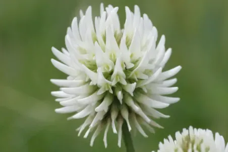 Trifolium montanum