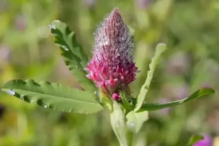 Trifolium rubens