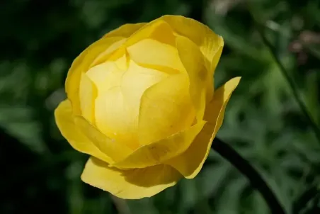 Trollius europaeus