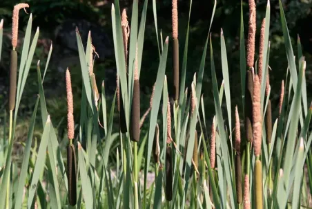 Typha latifolia