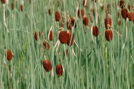 Typha minima