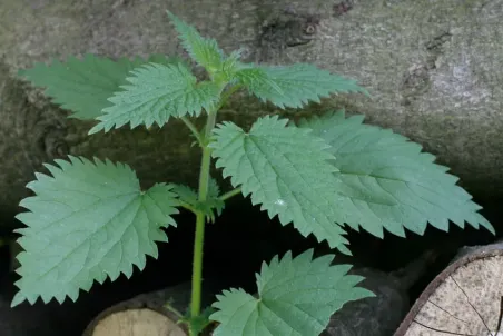 Urtica dioica - Einzelsamen