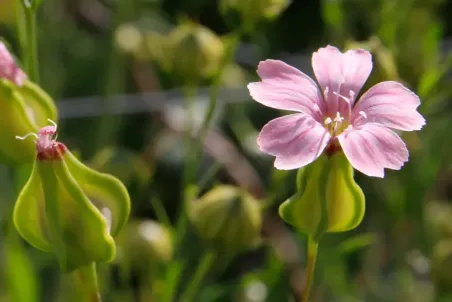 Vaccaria hispanica - Einzelsamen