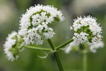 Valeriana dioica