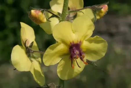 Verbascum blattaria - Einzelsamen