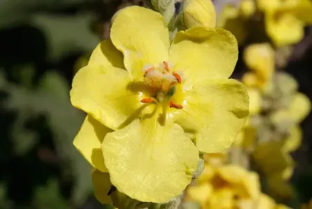 Verbascum densiflorum