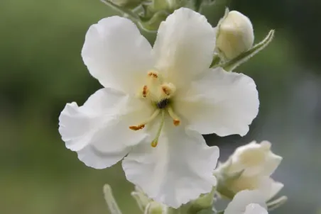 Verbascum lychnitis