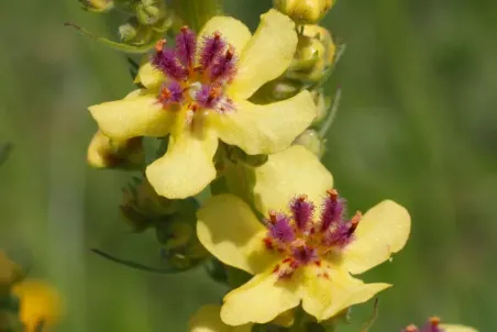 Verbascum nigrum