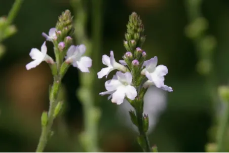 Verbena officinalis