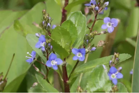 Veronica beccabunga - Einzelsamen