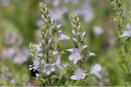 Veronica officinalis