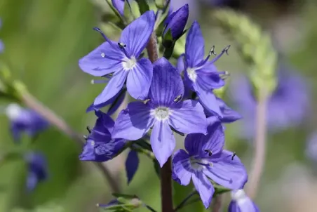 Veronica teucrium