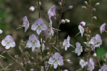 Veronica urticifolia