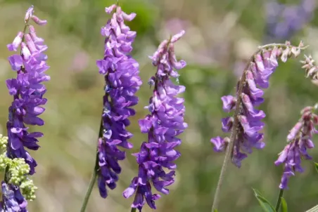 Vicia cracca