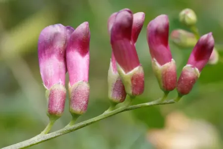 Vicia dumetorum