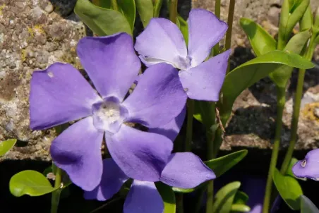 Vinca minor