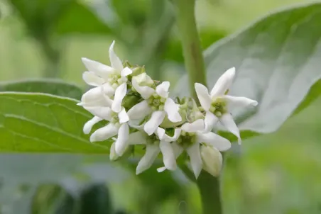 Vincetoxicum hirundinaria - Einzelsamen