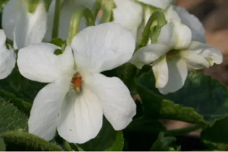 Viola alba