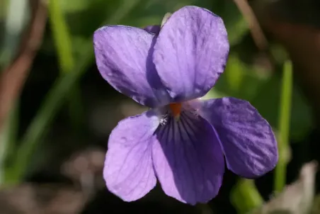 Viola odorata