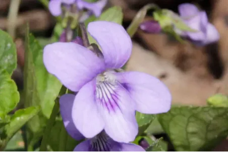 Viola reichenbachiana