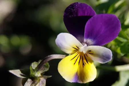 Viola tricolor