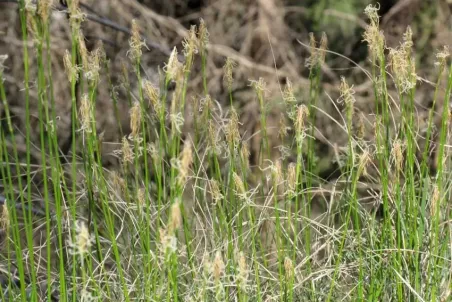 Carex alba