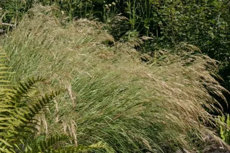 Achnatherum calamagrostis