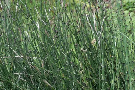 Equisetum hyemale