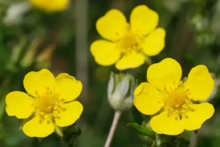 Potentilla argentea