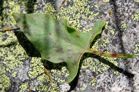 Rumex acetosella