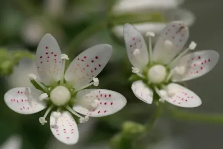 Saxifraga rotundifolia