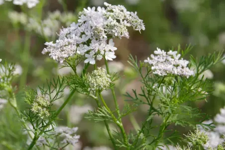 Coriandrum sativum - Einzelsamen