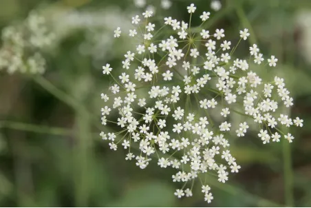 Falcaria vulgaris