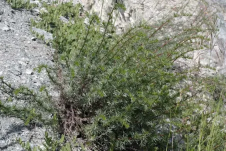 Artemisia campestris