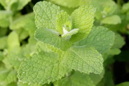 Mentha suaveolens